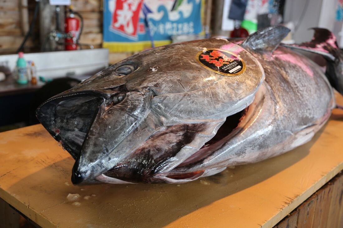 日曜日はマグロだDAY